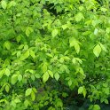 Ptelea trifoliata 'Aurea'